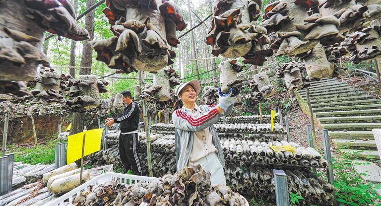 质量发展产业调研】林下生金不朽情缘电子游戏网址【高(图3)